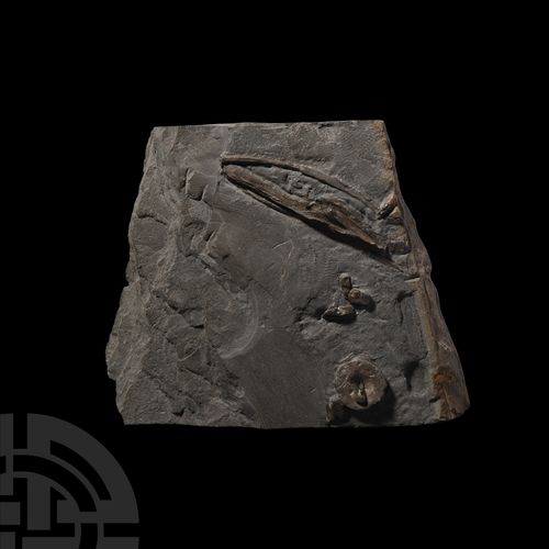 Null 鱼龙的颚部，牙齿和脊椎骨。侏罗纪时期，约公元前1.8亿年。一组鱼龙化石遗骸，包括颌骨部分、牙齿和脊椎骨的基体。 1.04公斤，19.5厘米（7 5/8&hellip;