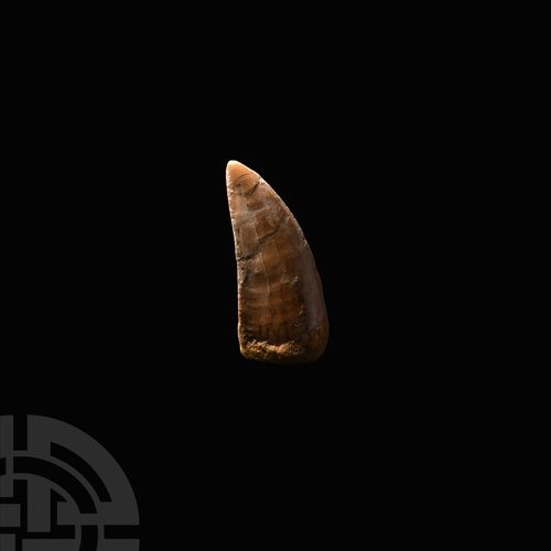 Null Large African 'T-Rex' Carnivorous Dinosaur Fossil Tooth. Cretaceous Period,&hellip;