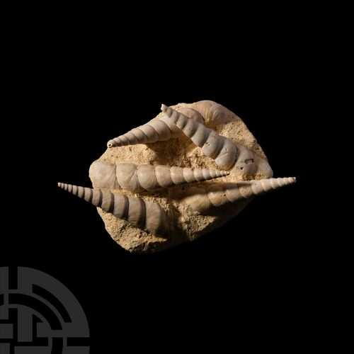 Null Fossil Gastropod Cluster. Early Miocene Period, c.20 million years B.P.. A &hellip;