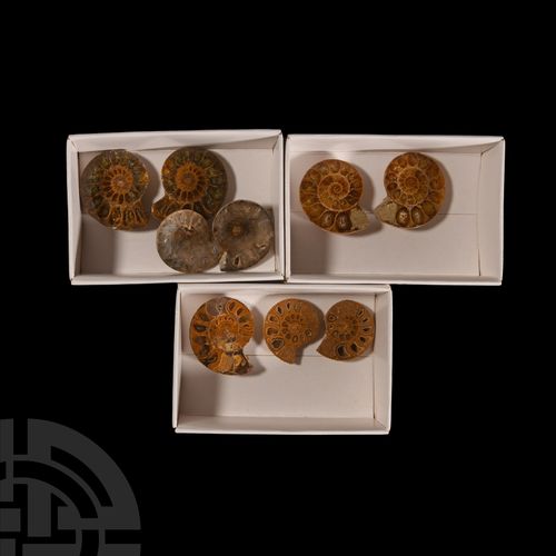 Null Moitiés d'ammonites fossiles taillées et polies... Un groupe de neuf moitié&hellip;