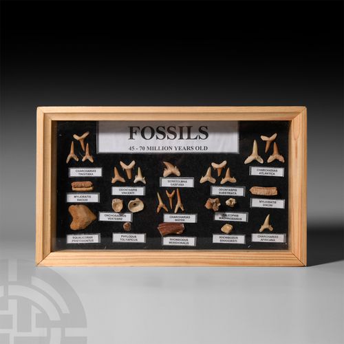 Null Fossil Shark Tooth Display Case. Cretaceous to Eocene Period, 70-45 million&hellip;