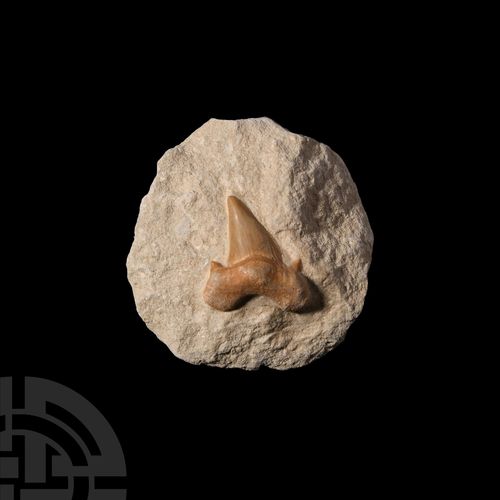 Null Dente di squalo fossile Otodus in matrice. Periodo Paleocenico, circa 60 mi&hellip;