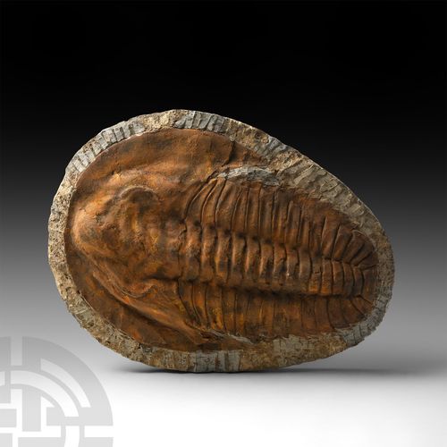 Null Large Cambropallas Fossil Trilobite. Cambrian to Devonian Period, 540-360 m&hellip;