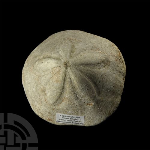 Null Large Clypeaster Fossil Sea Urchin. Miocene Period, 23-2.6 million years B.&hellip;