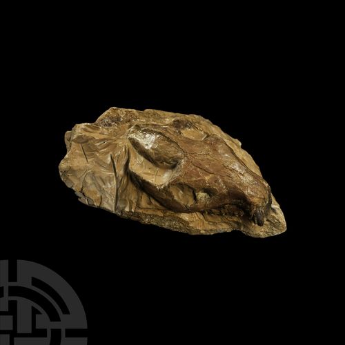 Null Fossil Oreodont Skull. Oligocene Period, c.45 million years B.P.. A fossil &hellip;