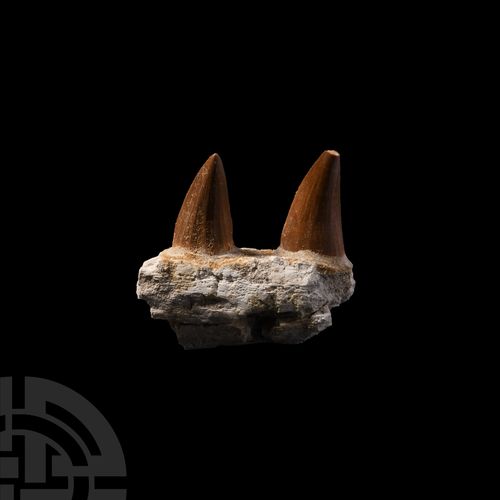 Null Mosasaur Marine Dinosaur Fossil Teeth in Jaw. Cretaceous Period, 145-65 mil&hellip;