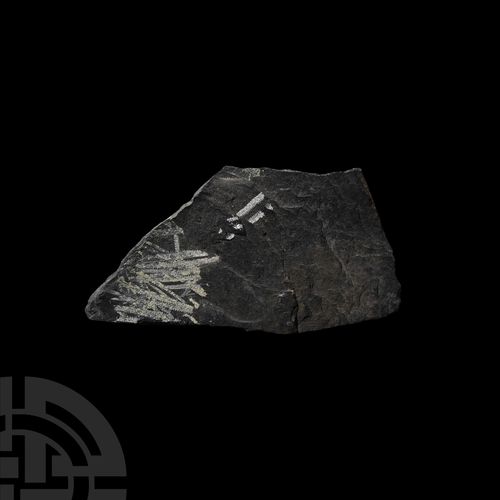Null 威尔士爬虫石板。奥陶纪时期，约公元前4.6亿年。威尔士板岩的一部分，带有化石的爬行石。 170克，15.1厘米（6英寸） 来自英国彭布罗克郡的阿贝雷迪&hellip;