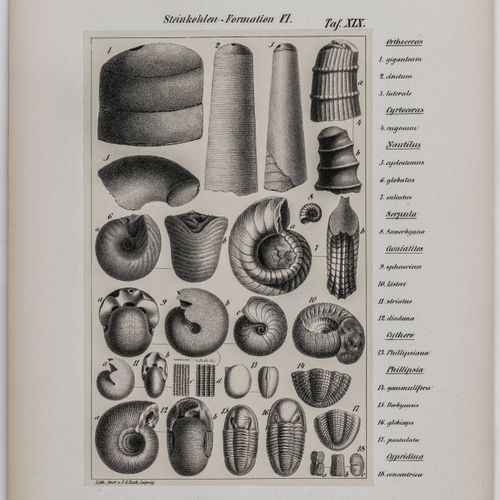 Null Géologie - Naumann, Carl Friedrich. Lehrbuch der Geognosie. 2 volumes de te&hellip;