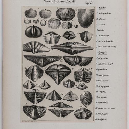 Null Géologie - Naumann, Carl Friedrich. Lehrbuch der Geognosie. 2 volumes de te&hellip;