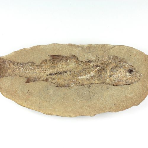 Null Plaque avec un poisson fossile. Lieu de découverte Formation de Santana dan&hellip;