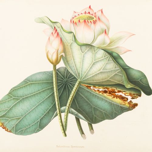 Anonymous Botanique - Anonyme. Fleurs d'un jardin indien, 2 volumes, comprenant &hellip;