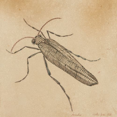 SPIES Walter (Moscou 1895 vers Ceylan 1942) 
Etude d'insecte : "Aeriadae" 
Dessi&hellip;
