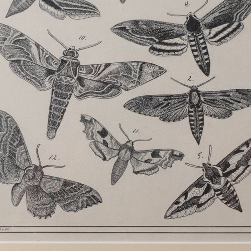 Null Dibujo de Wilhelm Frederik A. Pothast (1877-1917) - Mariposas,