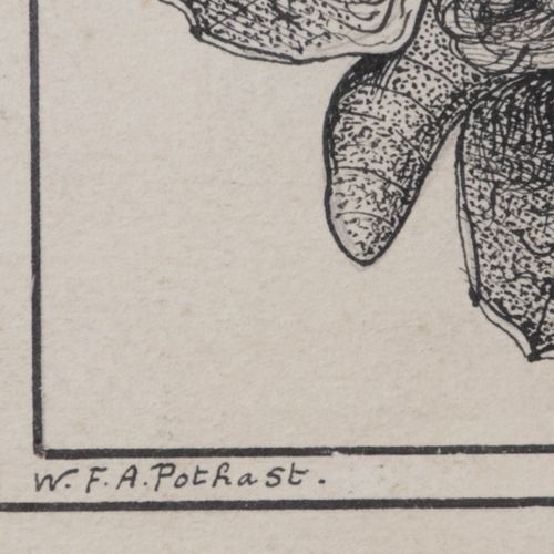 Null Disegno di Wilhelm Frederik A. Pothast (1877-1917) - Farfalle,