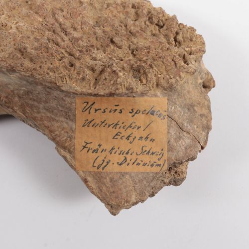Fossiel- Hoektand holenbeer (Ursus spelaeus)- Pleistoceen https://www.Bva-auctio&hellip;