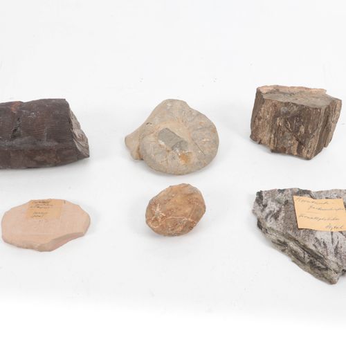 Naturalia- collectie fossielen, ondermeer ammoniet https://www.Bva-auctions.Com/&hellip;