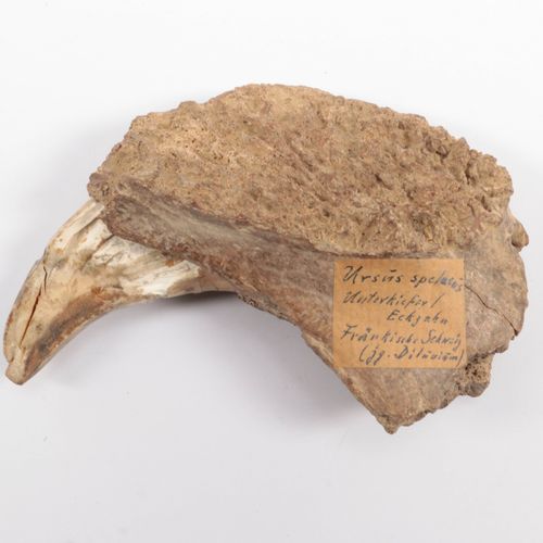 Fossiel- Hoektand holenbeer (Ursus spelaeus)- Pleistoceen https://www.Bva-auctio&hellip;