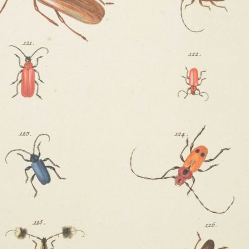 [Graphic Arts, Paintings & Drawings 16th-19th Century] [Entomology] Collection o&hellip;