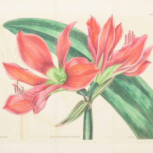 [Graphic Arts, Paintings & Drawings 16th-19th Century] [Botany] Collection of 54&hellip;