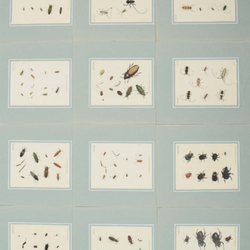 [Graphic Arts, Paintings & Drawings 16th-19th Century] [Entomology] Collection o&hellip;