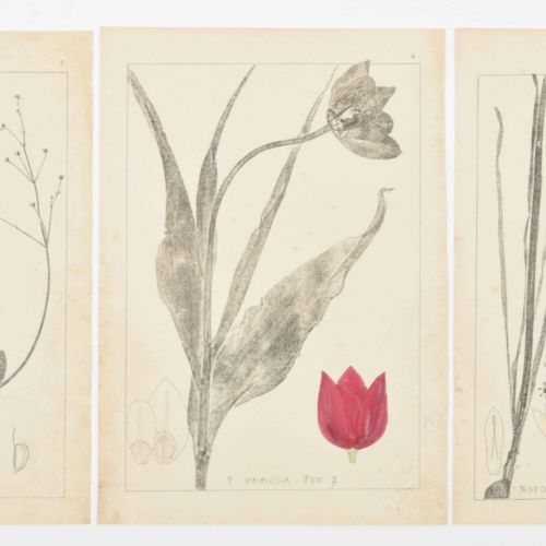 [Graphic Arts, Paintings & Drawings 16th-19th Century] [Botany] Collection of 54&hellip;