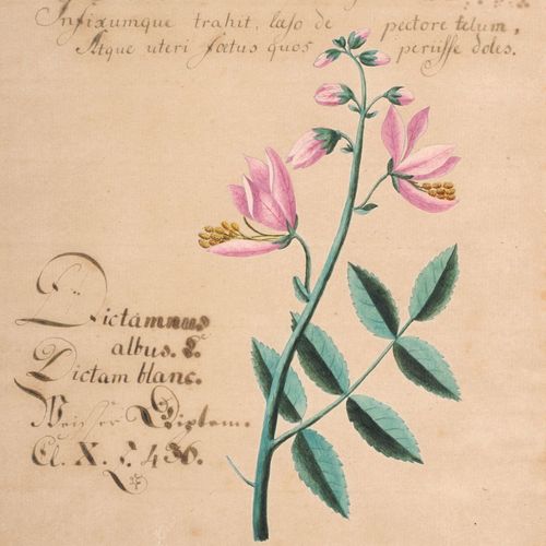 Null Sept représentations de plantes. Probablement vers 1800.
Aquarelles sur cra&hellip;