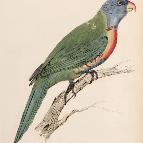 Null Edward Lear, Gustav Mützel / 无名艺术家 "Trichoglossus swainsonii" (Rainbow Lori&hellip;