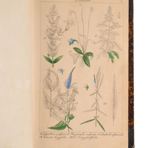 Null Christian Gottlieb Lorek "Flora Prussica". 1846.
Christian Gottlieb Lorek 1&hellip;