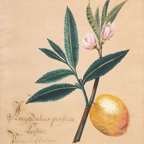 Null 七种植物的描写。可能在1800年左右。
手工纸上的铅笔水彩画。
与描绘：
a）Cucumis sativus（黄瓜）。
b) Amygdalus pe&hellip;