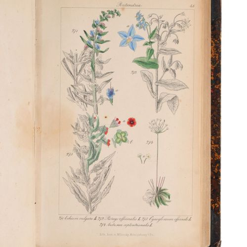 Null Christian Gottlieb Lorek "Flora Prussica". 1846.
Christian Gottlieb Lorek 1&hellip;