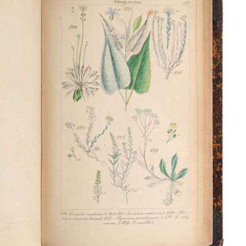 Null Christian Gottlieb Lorek "Flora Prussica". 1846.
Christian Gottlieb Lorek17&hellip;