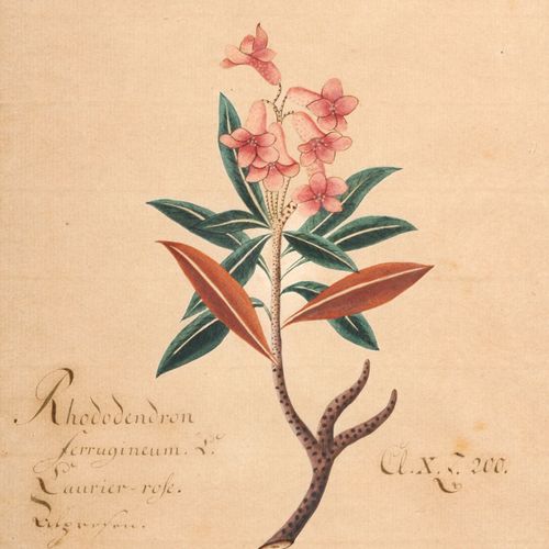 Null Sette rappresentazioni di piante. Probabilmente intorno al 1800.
Acquerelli&hellip;