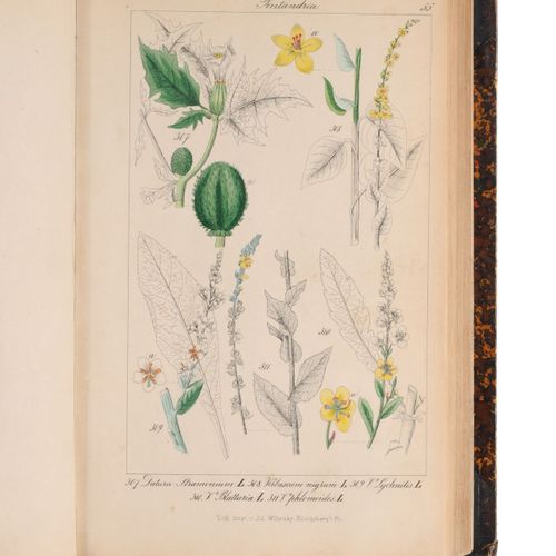 Null Christian Gottlieb Lorek "Flora Prussica". 1846.
Christian Gottlieb Lorek 1&hellip;