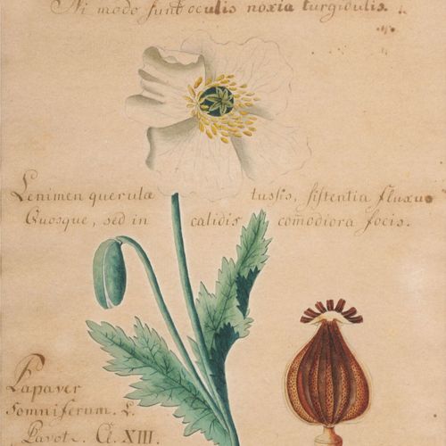 Null Seven depictions of plants. Probably around 1800.
Watercolours over pencil &hellip;