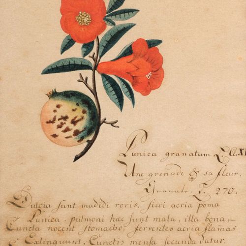 Null 七种植物的描写。可能在1800年左右。
手工纸上的铅笔水彩画。
与描绘：
a）Cucumis sativus（黄瓜）。
b) Amygdalus pe&hellip;