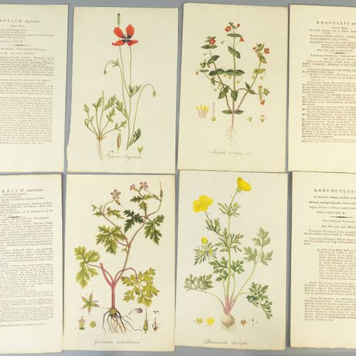 Een verzameling botanische illustraties Dieci fogli, e testi di accompagnamento,&hellip;