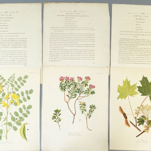 Een verzameling botanische illustraties Dix feuilles, et textes d'accompagnement&hellip;