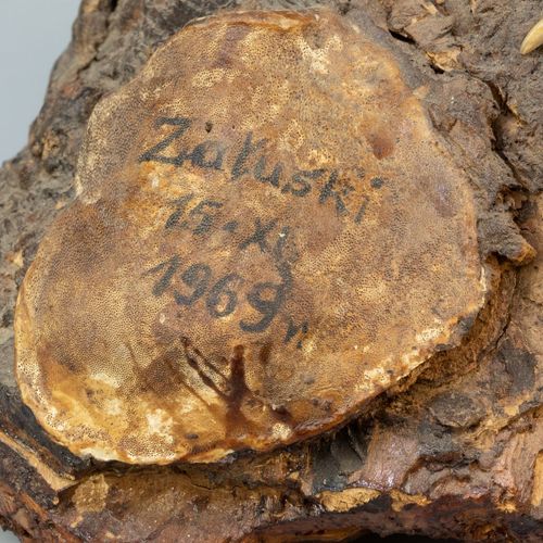 Een opgezette fazant, Polen 在木质底座上，有注释："Zaluski, 15-11-1969"。宽40和长60厘米