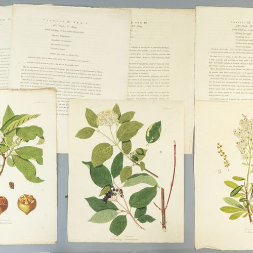 Een verzameling botanische illustraties 10片叶子，以及附带的文字，来自2本不同的古籍。B片尺寸：6x 30.5 x 2&hellip;