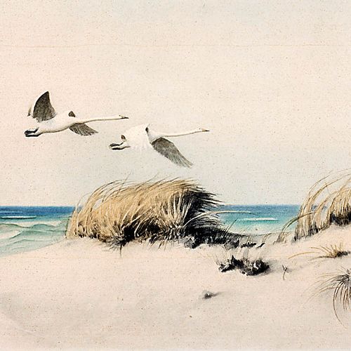Olszewski, Karl Ewald Deux cygnes survolant des dunes. Lithographie offset en co&hellip;