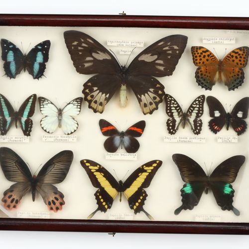 Lepidoptera Interest: deux collections en coffret de papillons dont Onrnithopter&hellip;