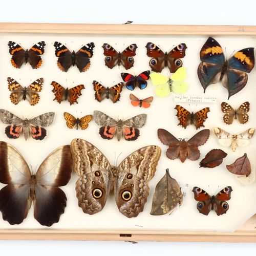Lepidoptera Interest: deux collections en coffret de papillons dont Ornithoptera&hellip;