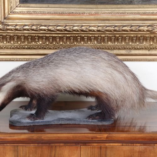 Null Badger. Old taxidermy. Mounted on a wooden plate. L: 84 cm.