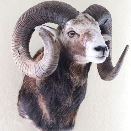 Null Mouflon. Old prepared ram's head. H: 57 cm.