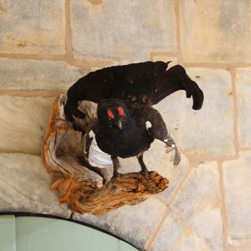 Null Black Grouse. Old taxidermy. A mating black grouse standing on a rootstock.&hellip;