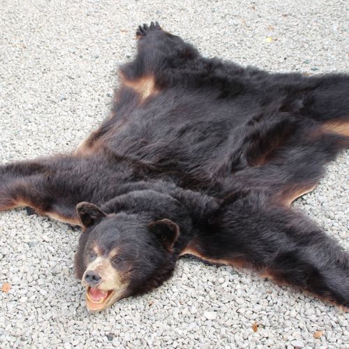 Null 棕熊的皮毛。20世纪的老动物标本。北美棕熊的毛皮，头部有装饰，玻璃眼睛。长：170厘米。
