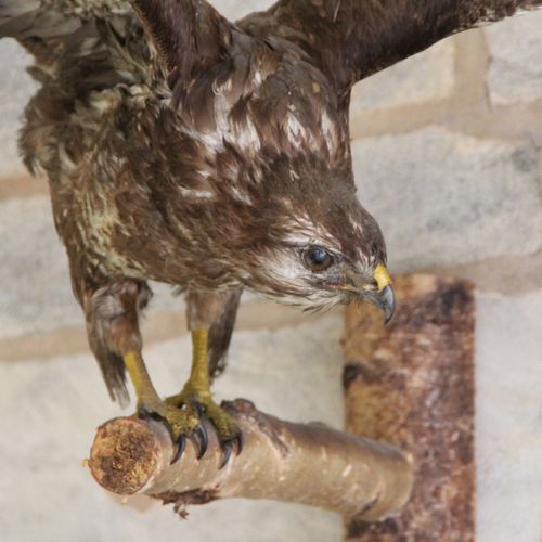 Null Buzzard. Old taxidermy. L: 90 cm.