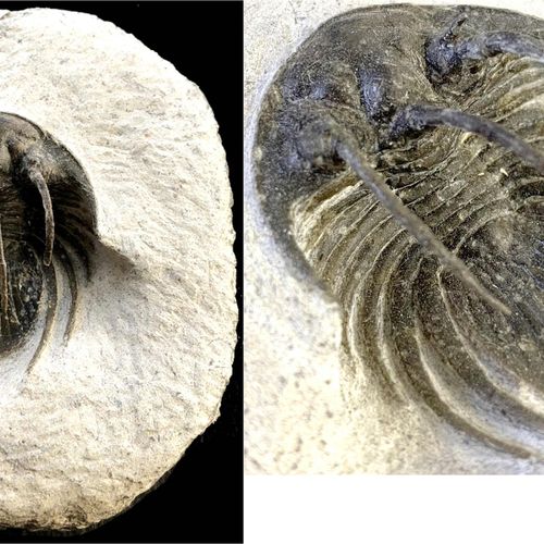 Null Scavi, fossili, trilobite spinoso (Kolyhapeltis tiflatensis). Devoniano inf&hellip;
