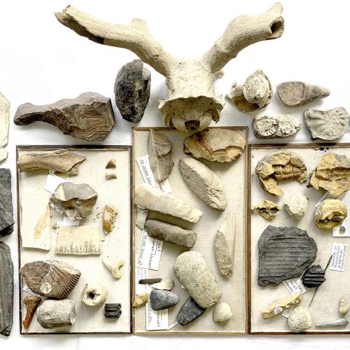 Null Ausgrabungen, Lots, Umfangreiche Sammlung von Fossilien und Steinzeit-Werkz&hellip;