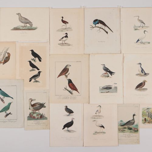 Zoologie - Vögel 15 pcs., divers. Représentations d'oiseaux, diverses. Technique&hellip;